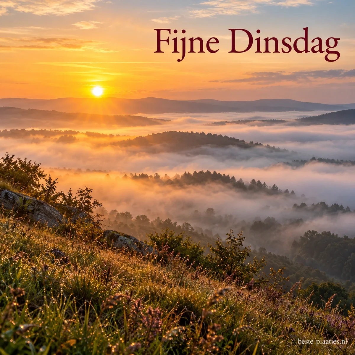 Een zee van ochtendmist tussen beboste heuvels bij een gouden zonsopkomst, gezien vanaf een heuvel met heide, met de tekst Fijne Dinsdag. Een zee van ochtendmist tussen beboste heuvels bij een gouden zonsopkomst, gezien vanaf een heuvel met heide, met de tekst Fijne Dinsdag.