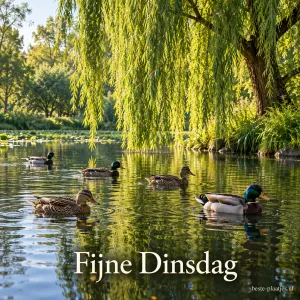 Vijf eenden zwemmen op een rustige vijver onder een treurwilg, waar zonlicht op het water valt, met onderaan de tekst Fijne Dinsdag.