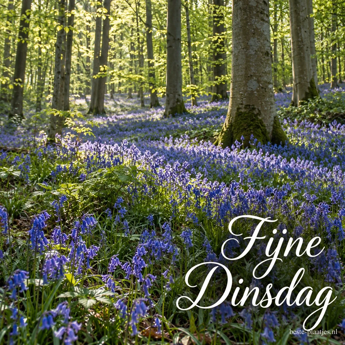 Een beukenbos in de lente met een paars tapijt van wilde hyacinten in het zonlicht, met de tekst Fijne Dinsdag. Een beukenbos in de lente met een paars tapijt van wilde hyacinten in het zonlicht, met de tekst Fijne Dinsdag.