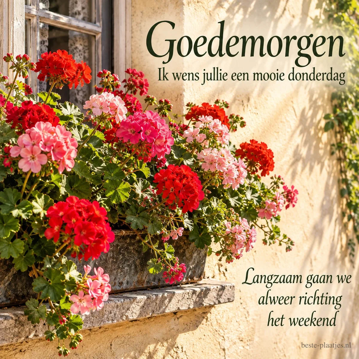 Rode en roze geraniums groeien voor een raam tegen een lichte muur, met de tekst Goedemorgen en Ik wens jullie een mooie donderdag.