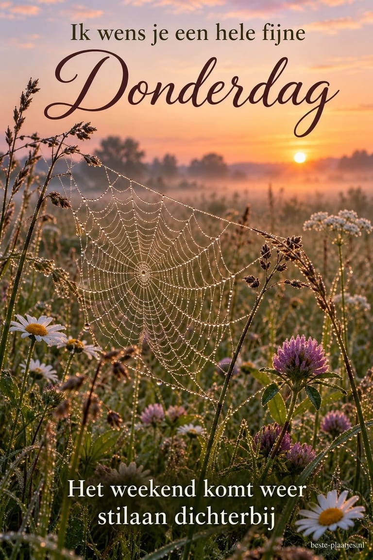 Een spinnenweb glinstert tussen veldbloemen bij zonsopkomst, met de tekst Ik wens je een hele fijne Donderdag en Het weekend komt weer stilaan dichterbij.