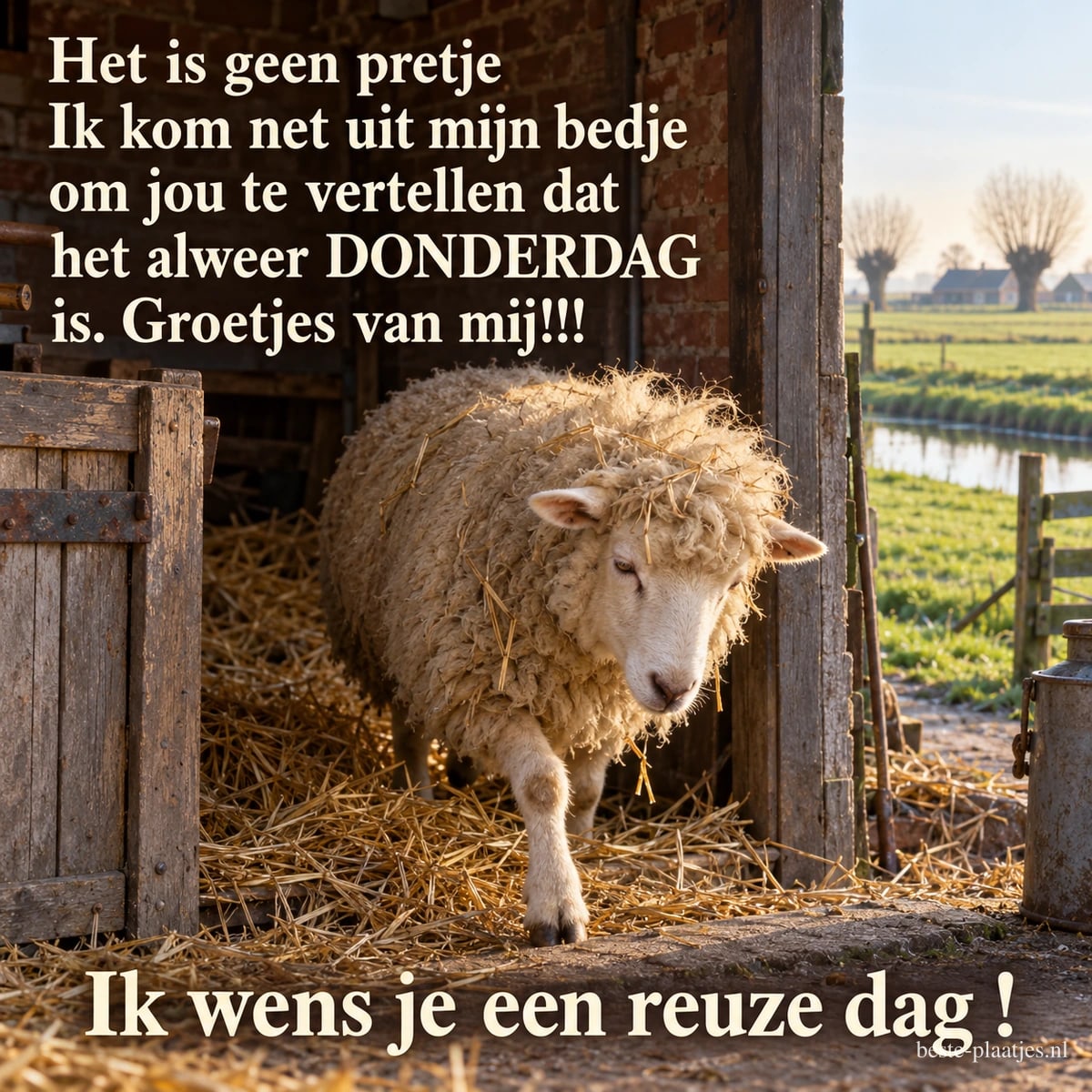 Een schaap met stro in zijn vacht stapt uit een stal met uitzicht op weilanden, bij een donderdaggroet en de tekst Ik wens je een reuze dag !