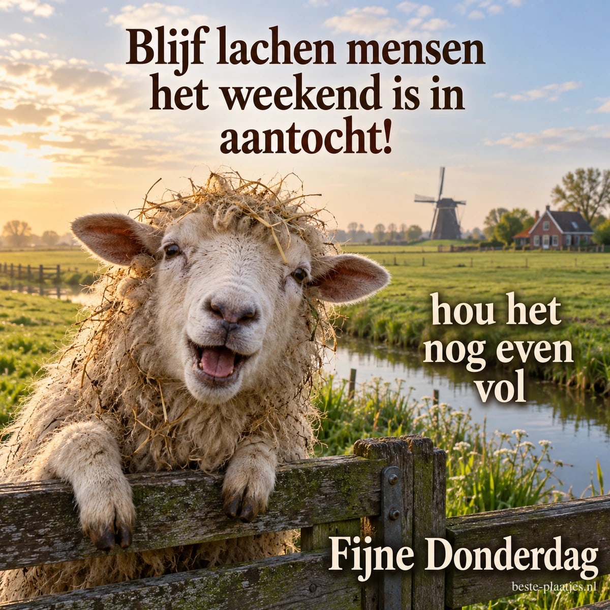 Een schaap met stro op zijn kop leunt over een houten hek bij een weiland, met de tekst Blijf lachen mensen en Fijne Donderdag. Een schaap met stro op zijn kop leunt over een houten hek bij een weiland, met de tekst Blijf lachen mensen en Fijne Donderdag.
