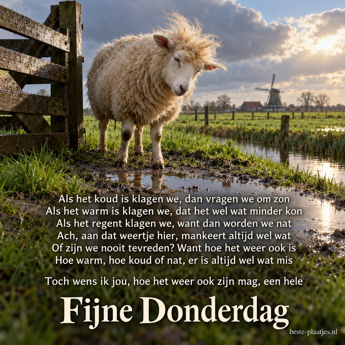 Een schaap met verwaaide wol staat naast een hek bij een plas, met een molen op de achtergrond en de wens Fijne Donderdag. Een schaap met verwaaide wol staat naast een hek bij een plas, met een molen op de achtergrond en de wens Fijne Donderdag.