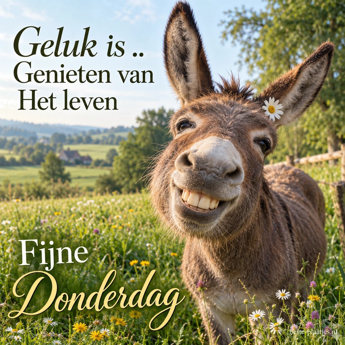 Een ezel met een madeliefje bij zijn oor toont zijn tanden in een groene wei, naast Geluk is .. en Fijne Donderdag.