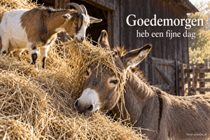 Een geit staat op een hooibaal boven een ezel met hooi op zijn hoofd, naast de tekst Goedemorgen heb een fijne dag.
