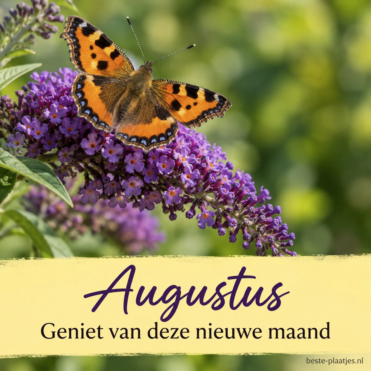 Een oranje vlinder zit op paarse vlinderstruikbloemen. Een oranje vlinder zit op paarse vlinderstruikbloemen.