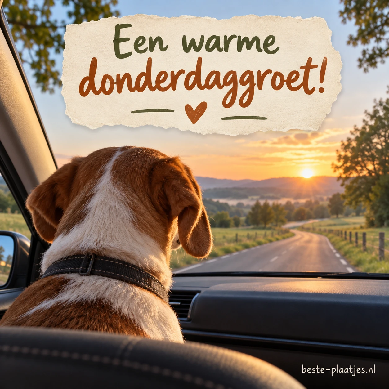 Hond kijkt vanuit de auto naar voren. Hond kijkt vanuit de auto naar voren.