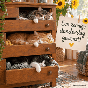 Drie katten genieten van een welverdiende rust in hun unieke stapelbedden.