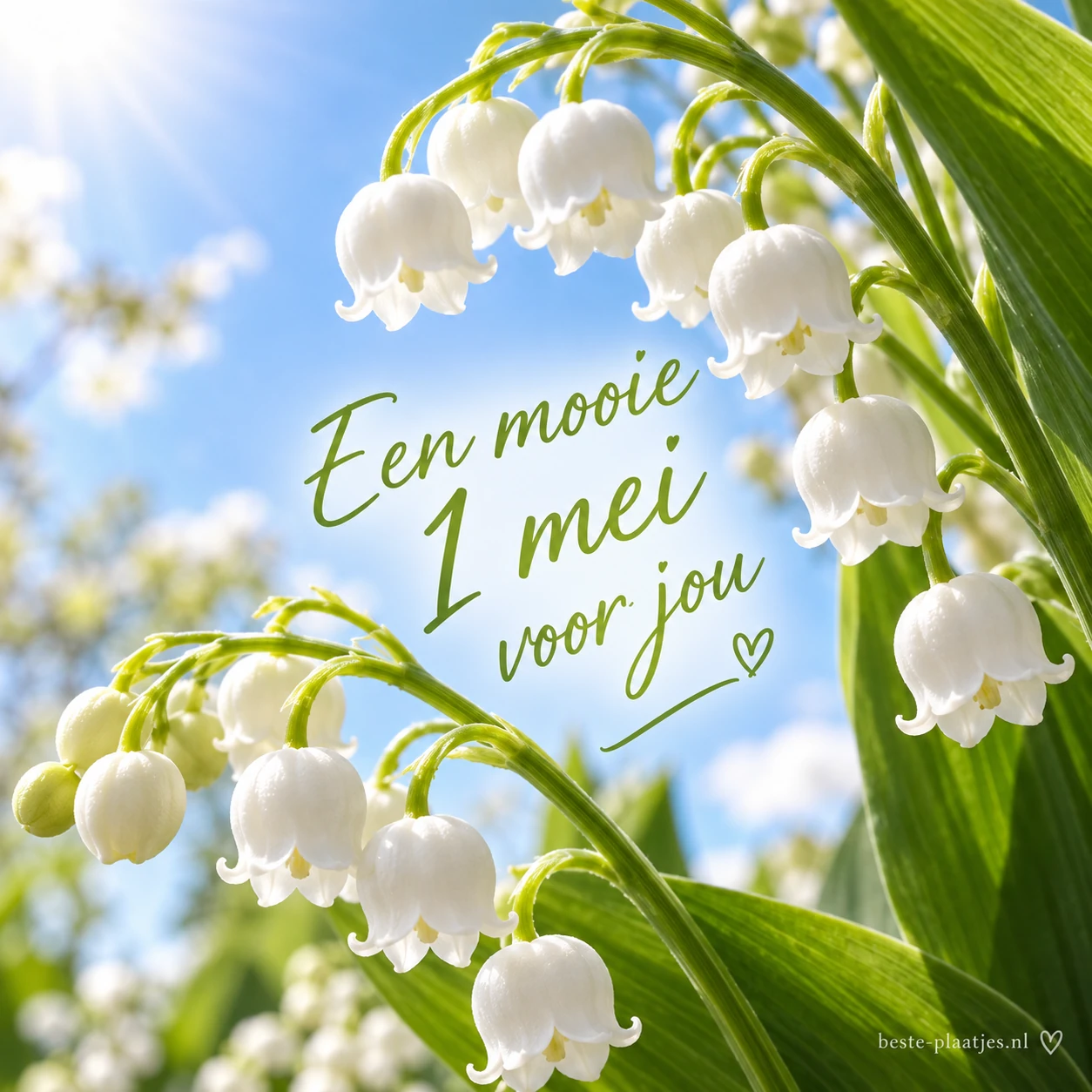 Witte meiklokjes hangen tegen een zonnige blauwe lucht. Witte meiklokjes hangen tegen een zonnige blauwe lucht.