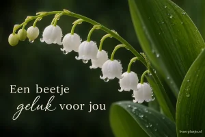 Bedauwde witte meiklokjes hangen tegen donkergroene bladeren.