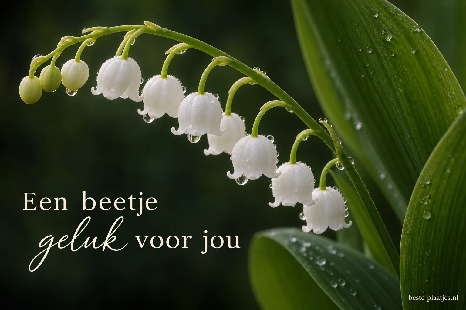 Bedauwde witte meiklokjes hangen tegen donkergroene bladeren. Bedauwde witte meiklokjes hangen tegen donkergroene bladeren.