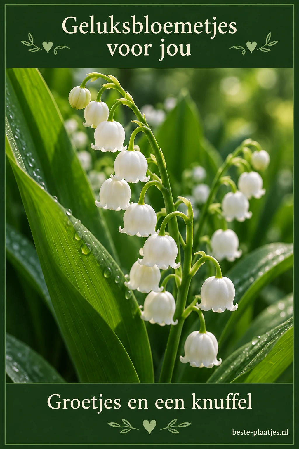 Een donkergroene kaart omlijst een close-up van witte meiklokjes met dauw. Een donkergroene kaart omlijst een close-up van witte meiklokjes met dauw.