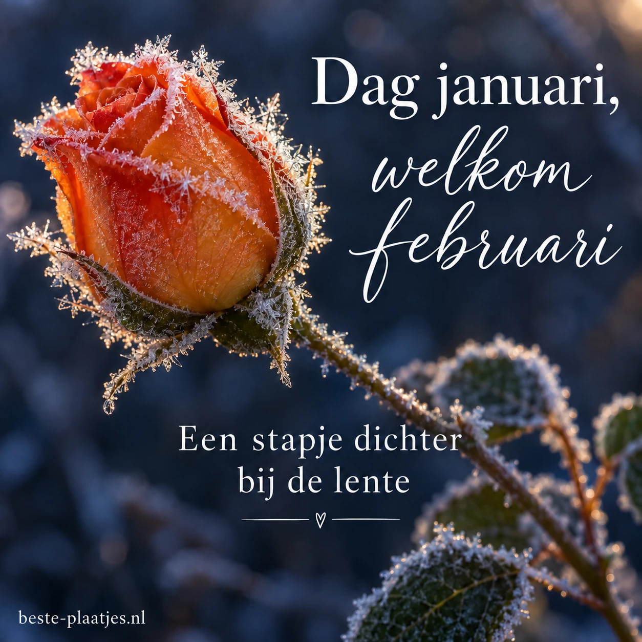 Een berijpte rozenknop steekt af tegen een donkerblauwe achtergrond.
