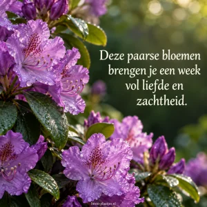 Paarse rododendrons met dauwdruppels bloeien in zacht ochtendlicht.