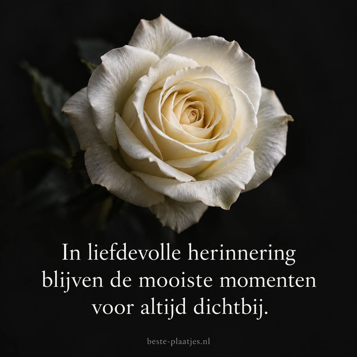 Een ivoorkleurige roos licht zacht op tegen een donkere achtergrond.