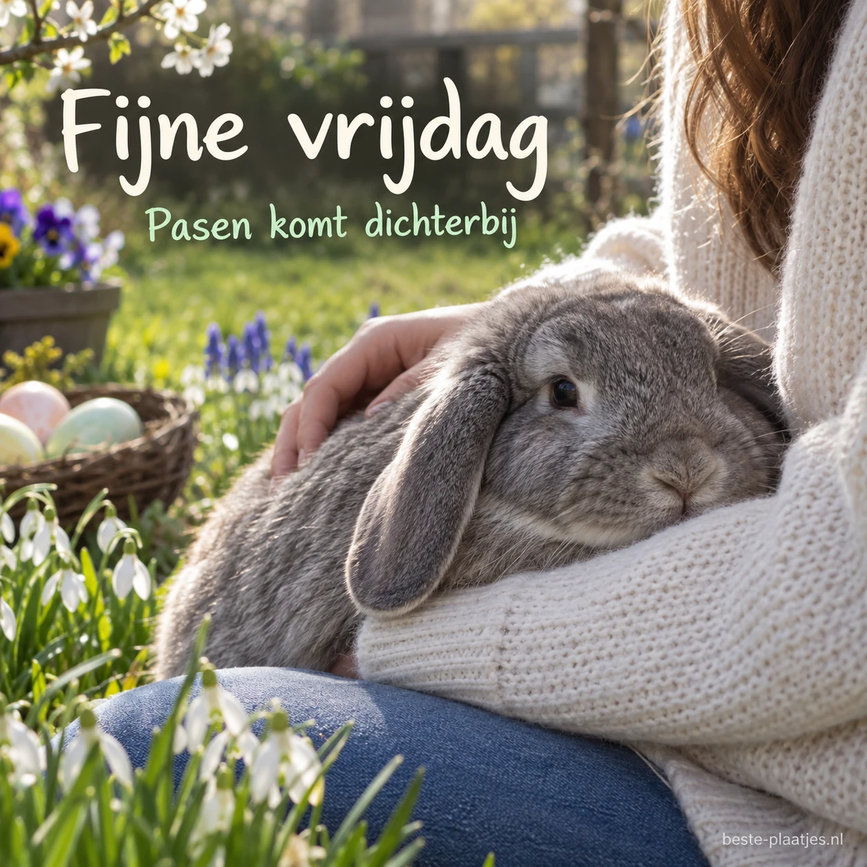 Een grijs hangoor konijn rust tegen iemand in een zachte trui. Een grijs hangoor konijn rust tegen iemand in een zachte trui.