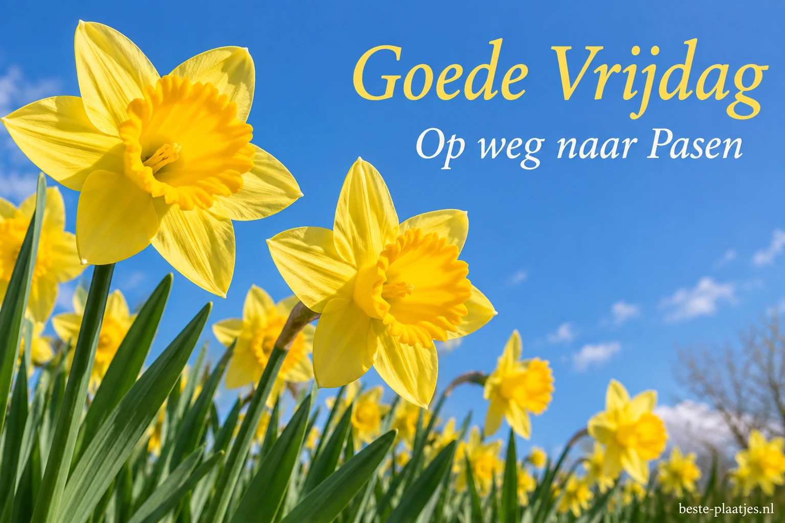 Gele narcissen steken af tegen een heldere blauwe voorjaarslucht. Gele narcissen steken af tegen een heldere blauwe voorjaarslucht.