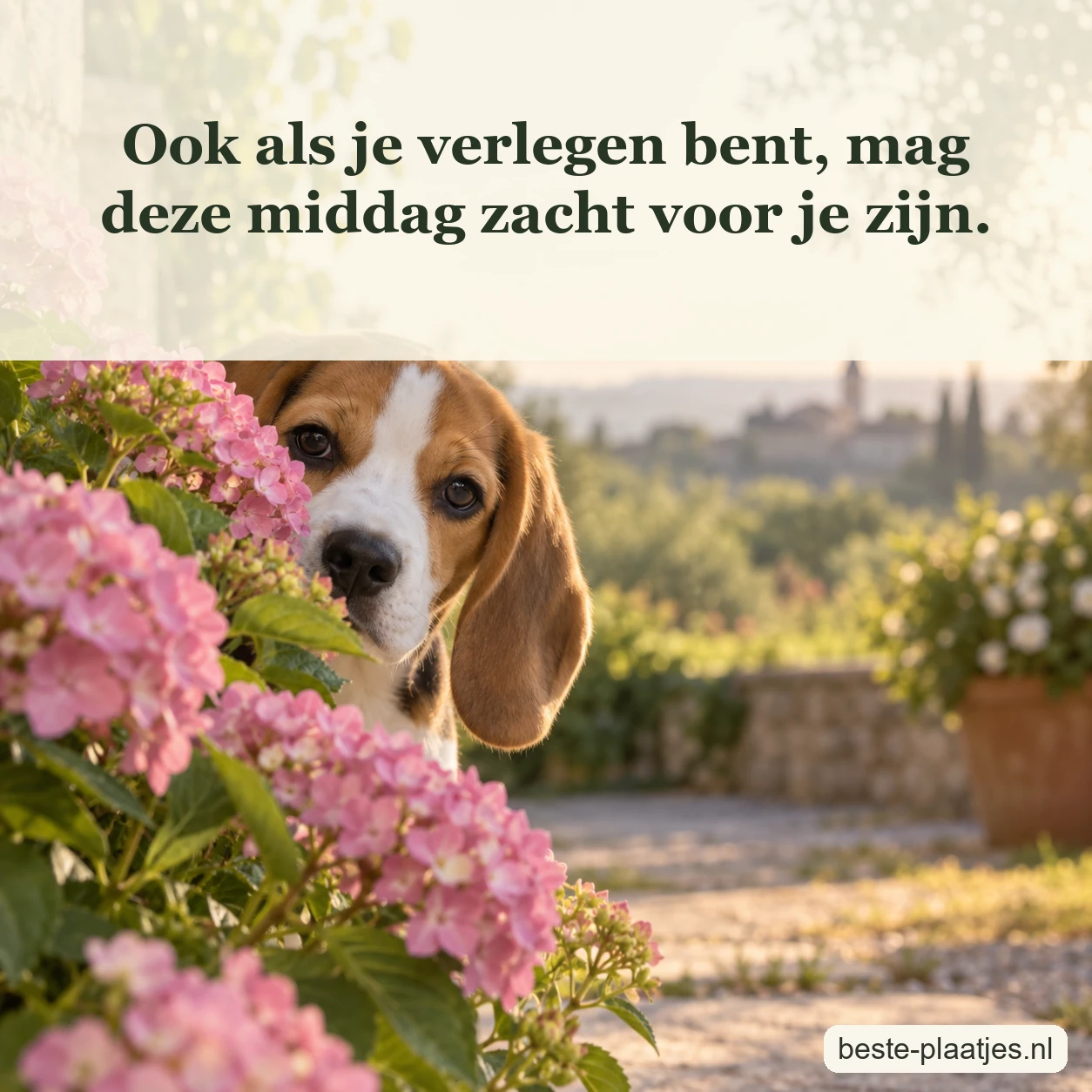 Een jonge beagle kijkt voorzichtig tussen roze tuinbloemen door.