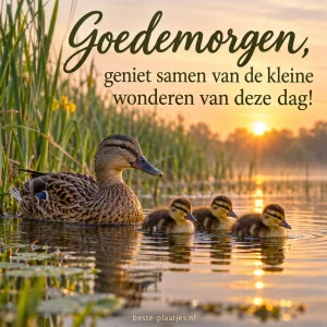 Een moedereend zwemt met haar kuikens door het ochtendlicht tussen het riet.