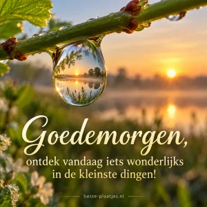 Een dauwdruppel aan een tak weerspiegelt het vroege licht.