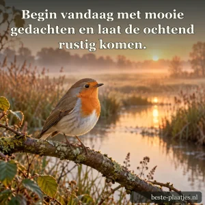 Een roodborstje zit op een tak boven het water in warm ochtendlicht.