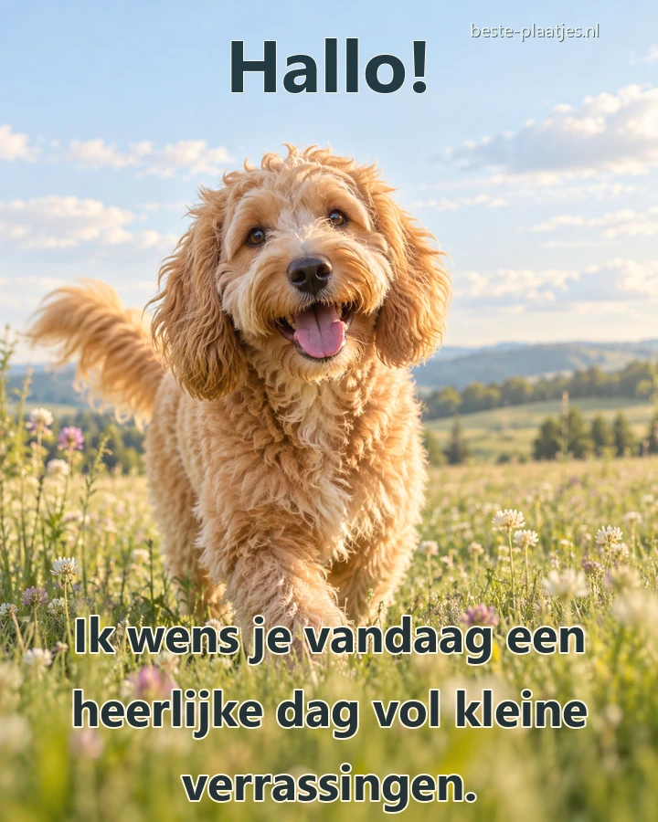 Een vrolijke abrikooskleurige hond staat tussen wilde bloemen onder een blauwe lucht.