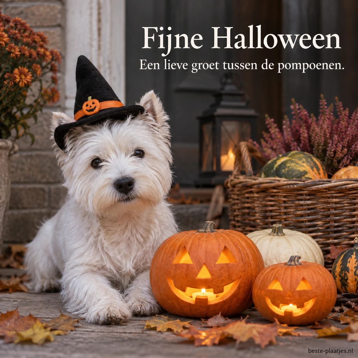 Een witte puppy bij een mand en pompoenen brengt een vriendelijke Halloweengroet. Een witte puppy bij een mand en pompoenen brengt een vriendelijke Halloweengroet.