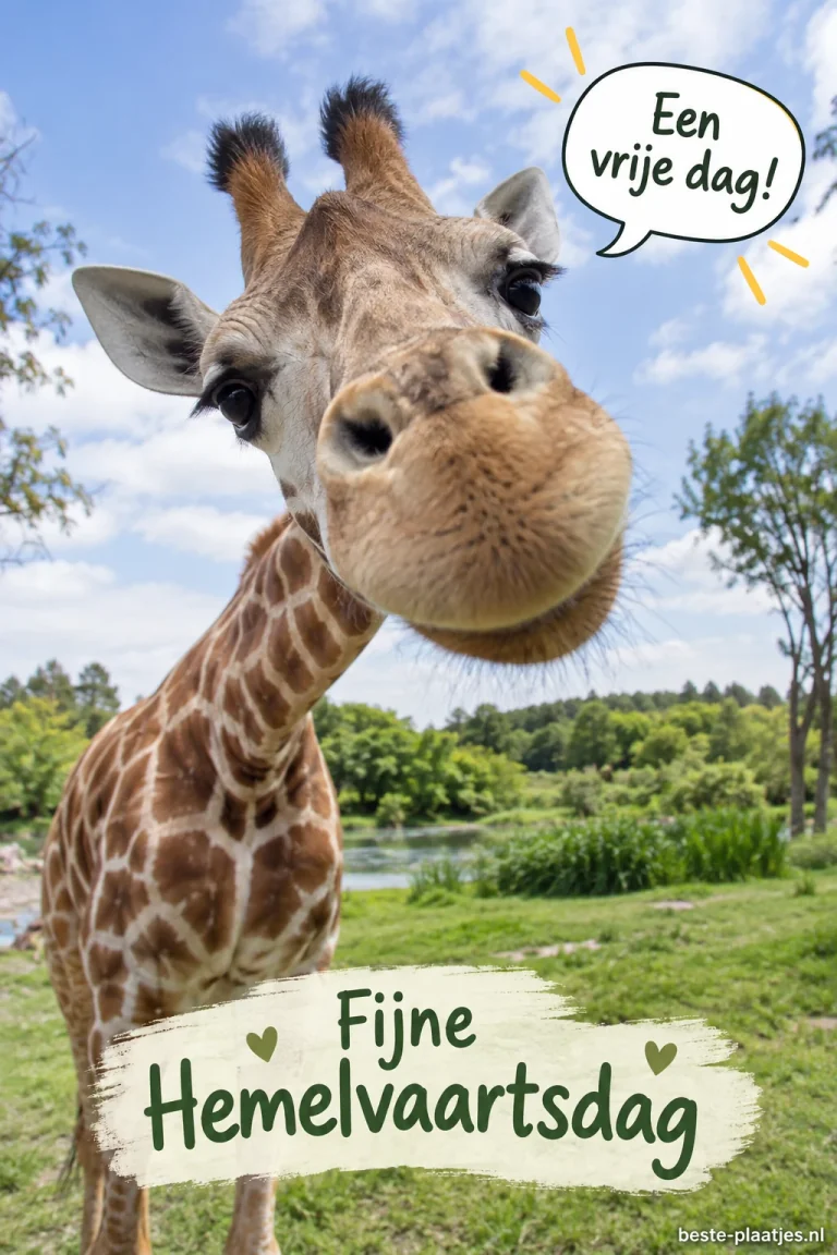 Een giraffe kijkt nieuwsgierig recht in de camera in een groen dierenpark.