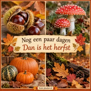 Kastanjes, paddenstoelen, pompoenen en bladeren vullen een vierdelige herfstcollage.