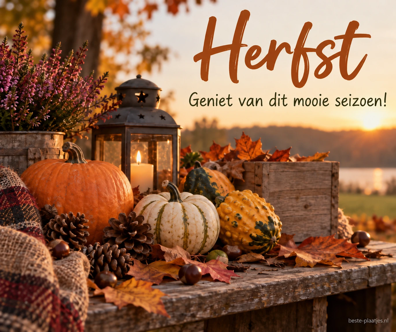 Pompoenen, heide en een brandende lantaarn staan op een houten tafel bij zonsondergang. Pompoenen, heide en een brandende lantaarn staan op een houten tafel bij zonsondergang.