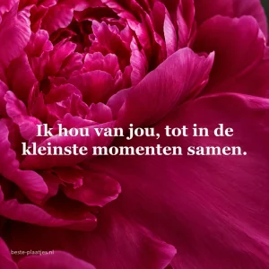 Een fluweelachtige magenta pioenroos vult het hele beeld.