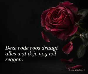 Een donkerrode roos ligt tegen een bijna zwarte achtergrond met losse blaadjes.