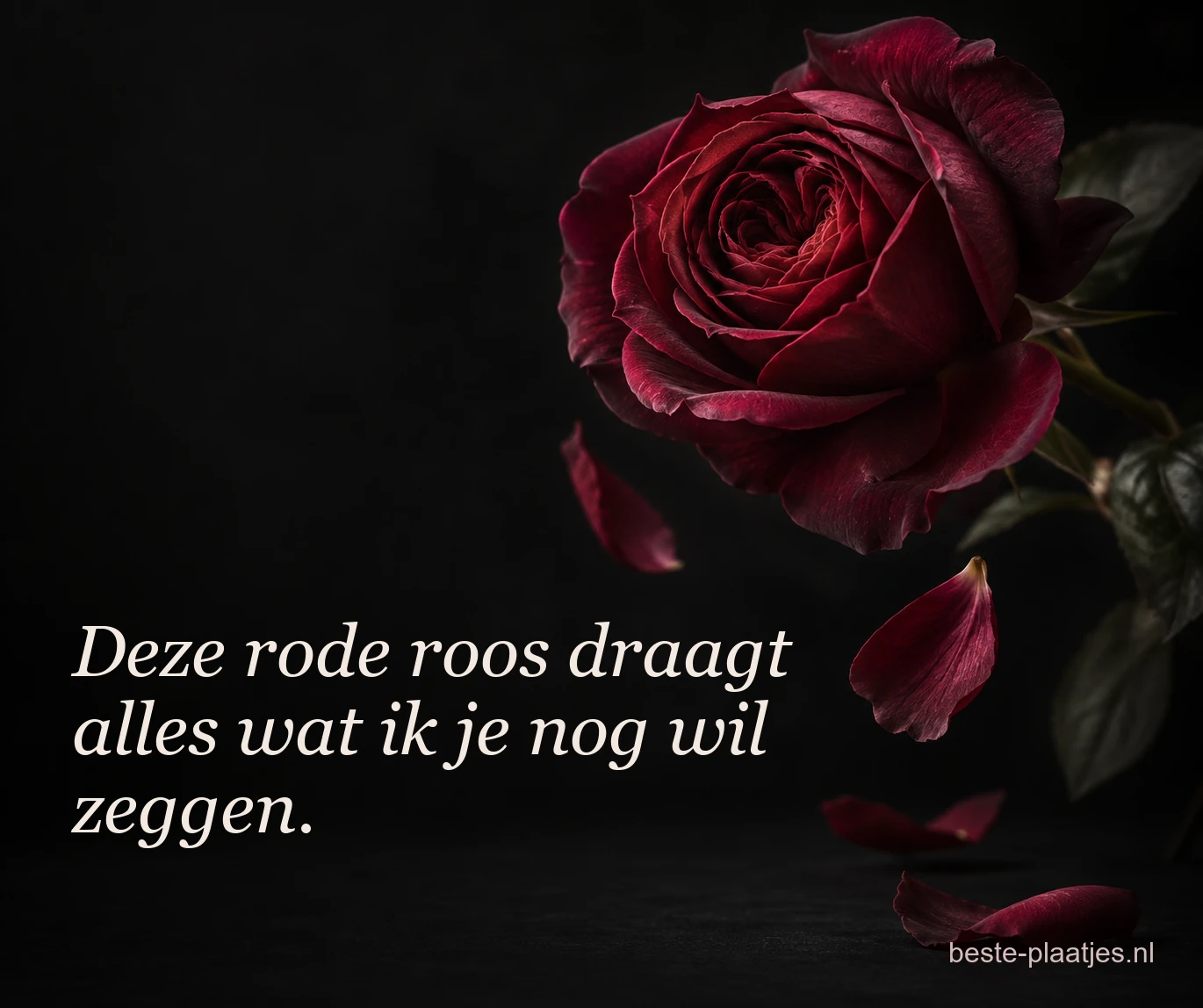 Een donkerrode roos ligt tegen een bijna zwarte achtergrond met losse blaadjes. Een donkerrode roos ligt tegen een bijna zwarte achtergrond met losse blaadjes.