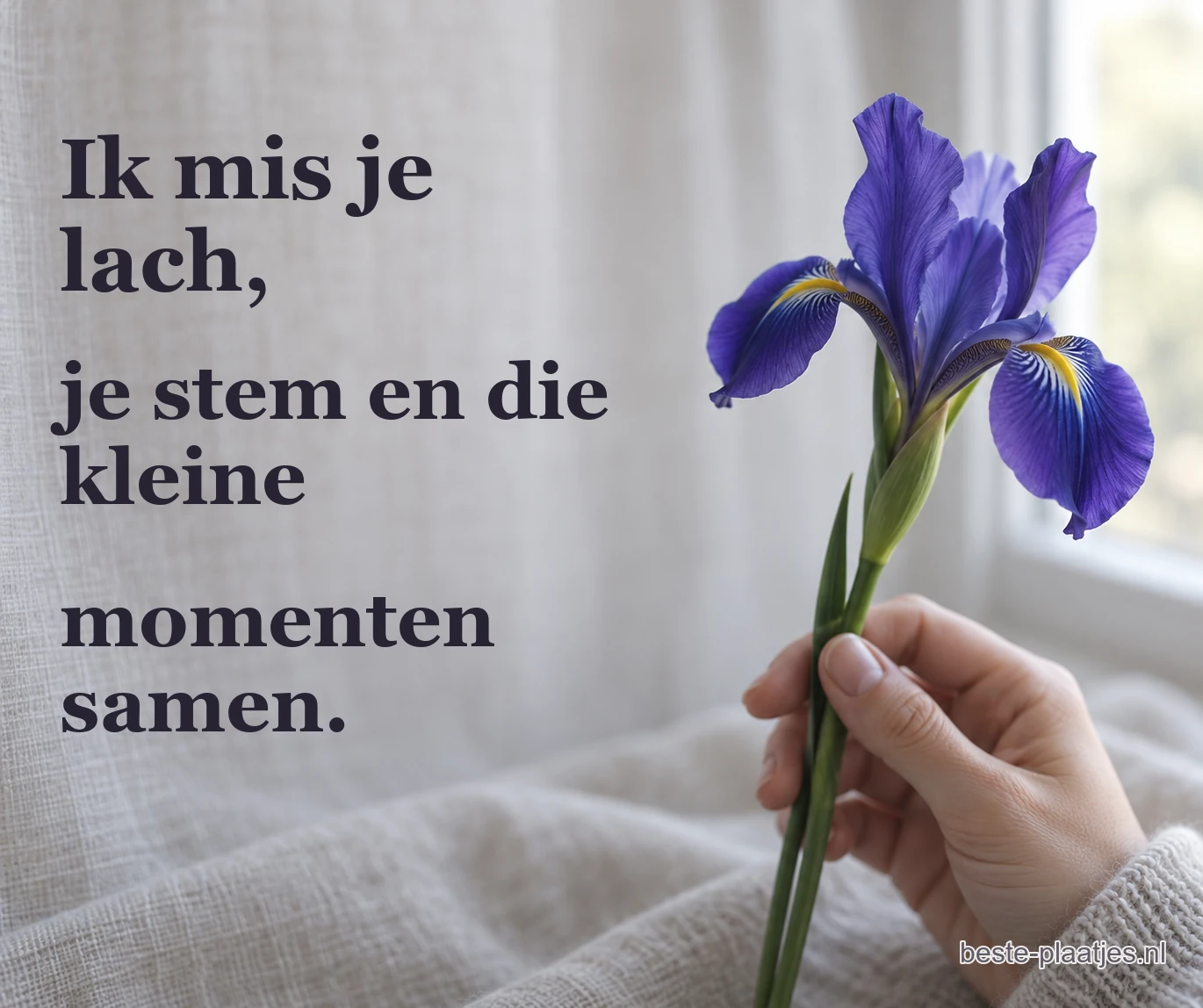 Een hand houdt een paarse iris voor zachtgrijze stof bij het raam. Een hand houdt een paarse iris voor zachtgrijze stof bij het raam.