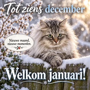 Een kat op een besneeuwde tuinrand brengt een groet voor een nieuwe maand.