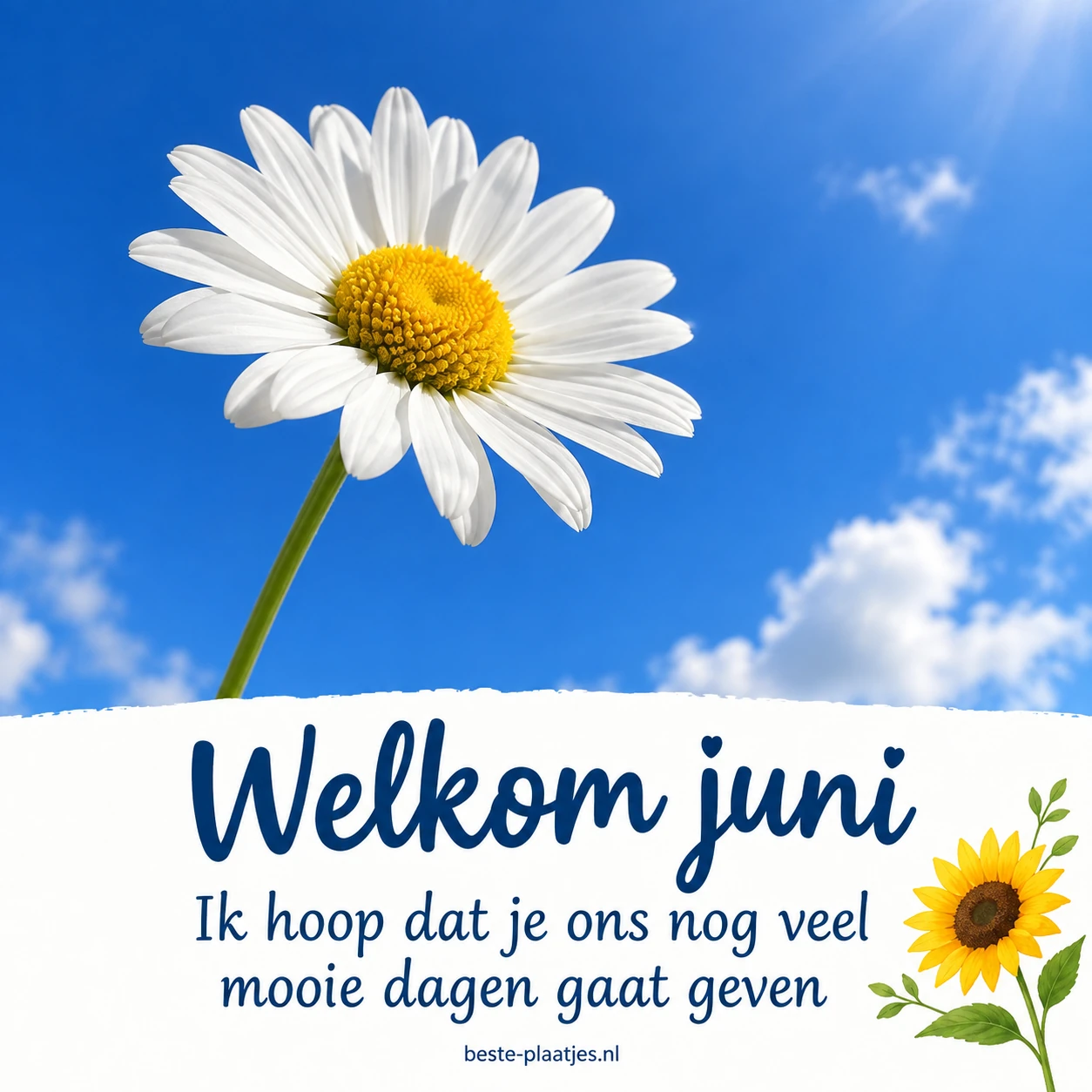 Een witte margriet staat tegen een heldere blauwe lucht boven een witte tekststrook. Een witte margriet staat tegen een heldere blauwe lucht boven een witte tekststrook.