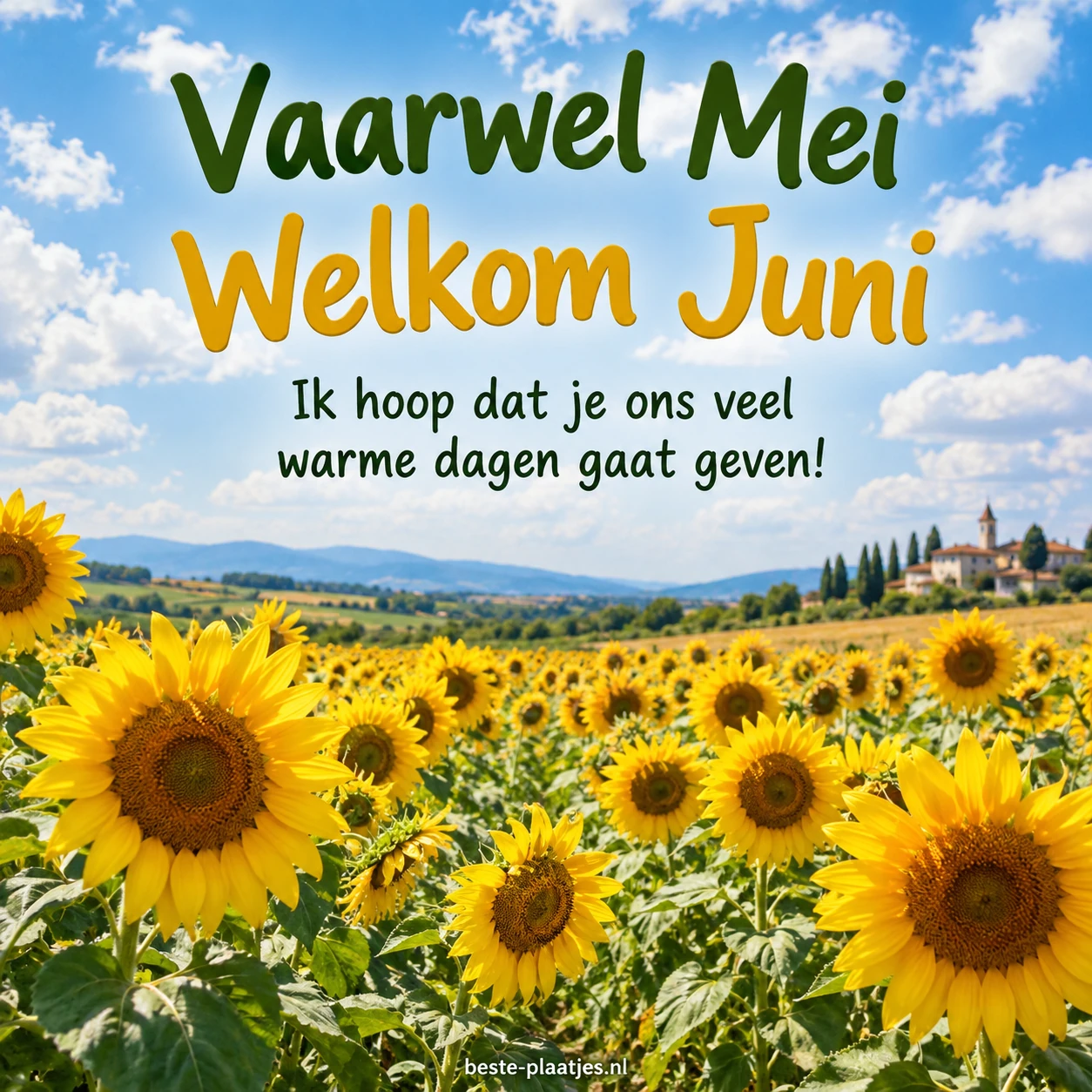 Zonnebloemen bloeien in een uitgestrekt veld onder een blauwe lucht. Zonnebloemen bloeien in een uitgestrekt veld onder een blauwe lucht.