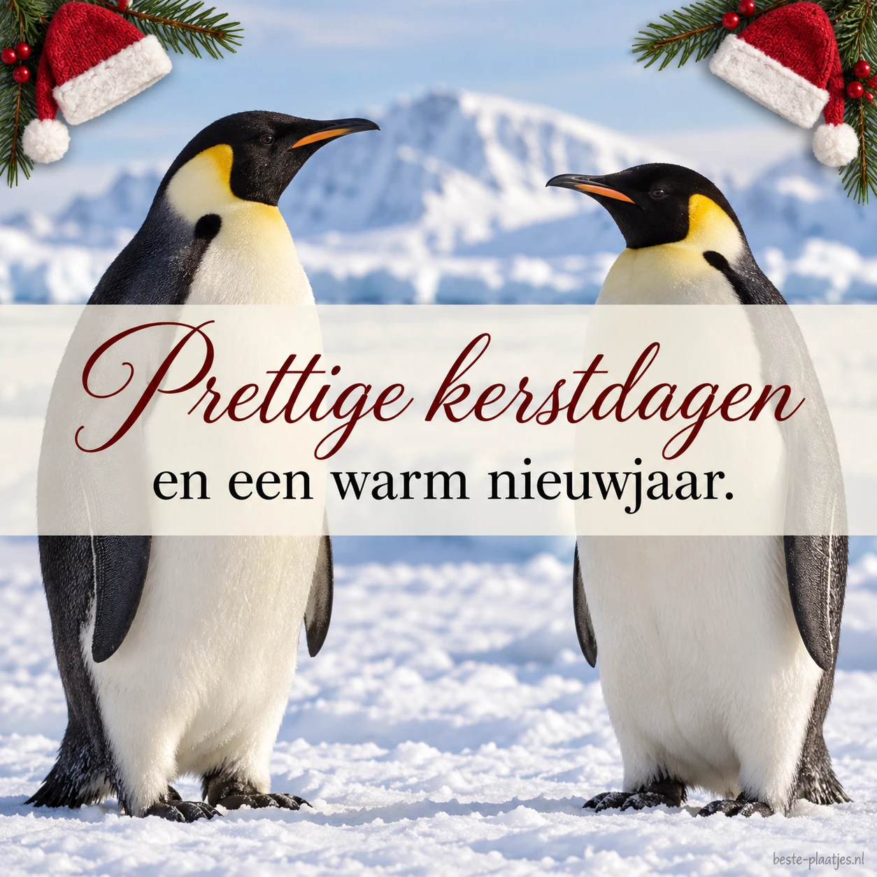 Twee pinguïns op een winterse kerstkaart brengen een groet voor de feestdagen.