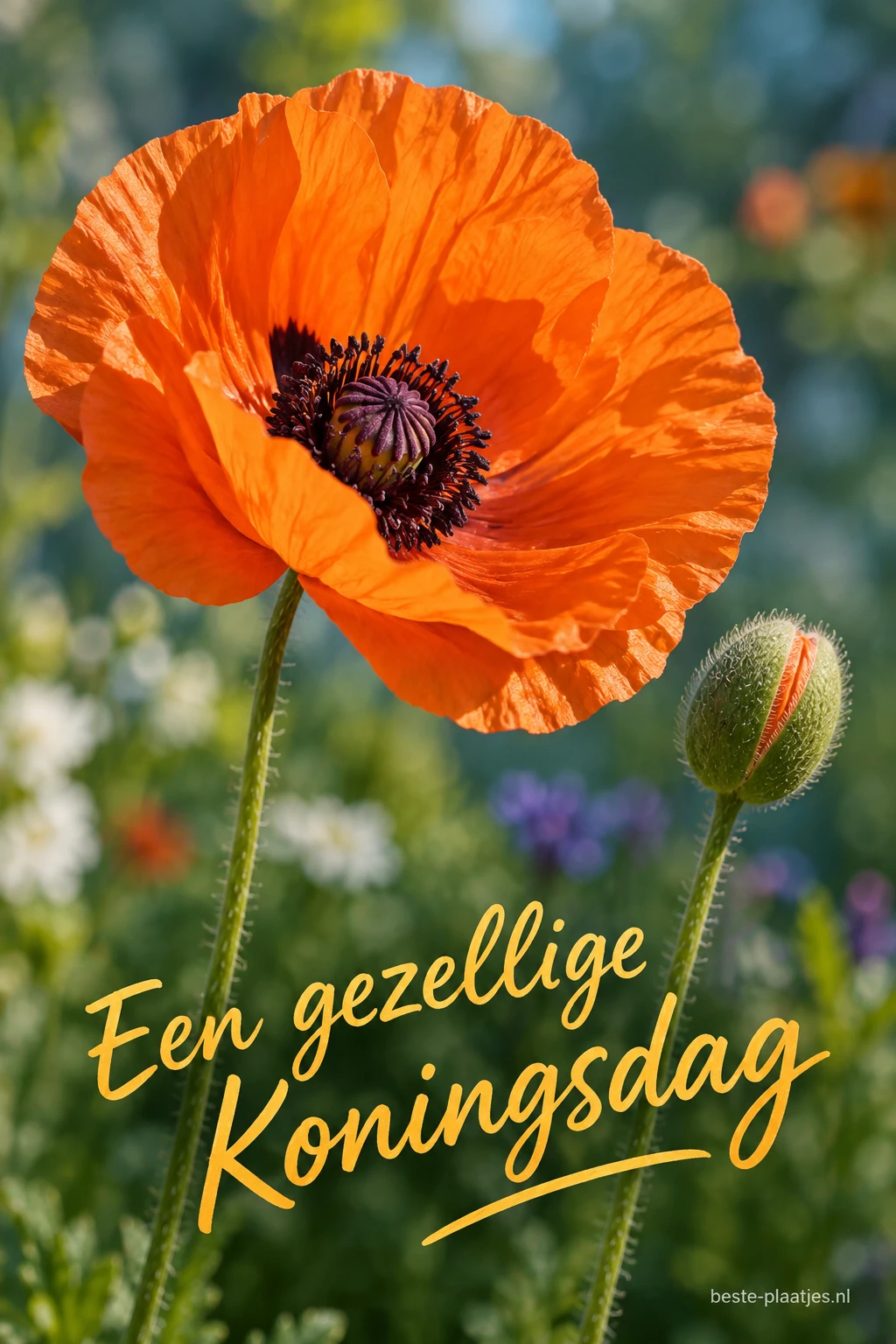 Een grote oranje klaproos bloeit naast een nog gesloten knop. Een grote oranje klaproos bloeit naast een nog gesloten knop.