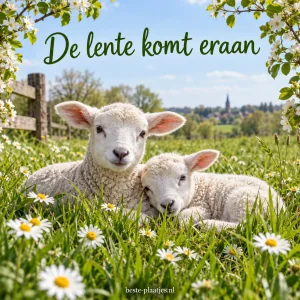 Twee lammetjes rusten tussen madeliefjes in frisgroen gras.