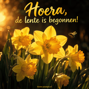 Gouden narcissen lichten op tegen een donkere achtergrond.