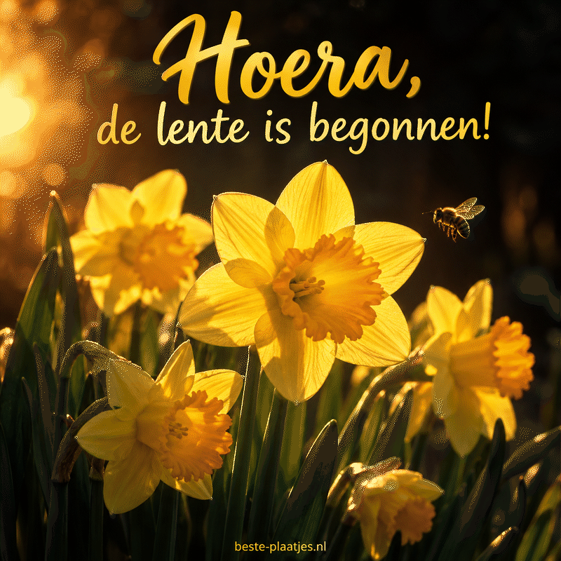 Gouden narcissen lichten op tegen een donkere achtergrond.