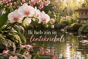 Een bleke orchidee en vlinders weerspiegelen boven een donkere vijver.