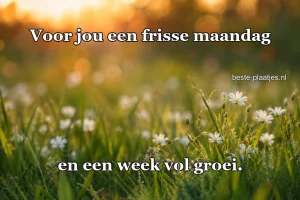 Kleine witte bloemetjes steken boven zacht groen gras uit.