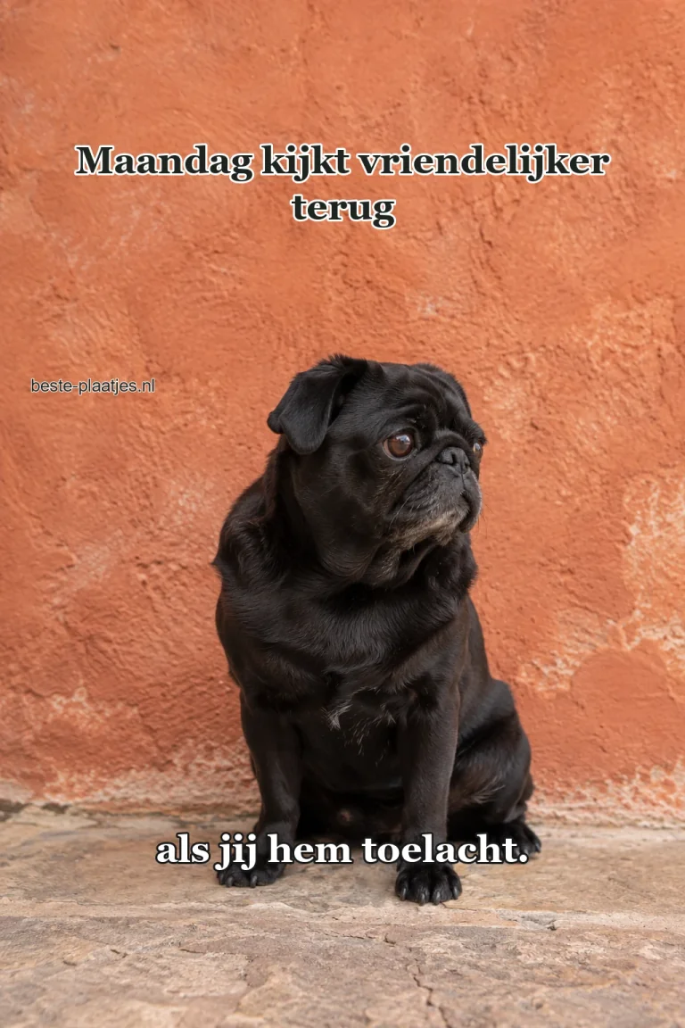 Een kleine mopshond kijkt opzij voor een warme rode muur.