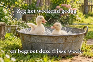 Twee witte eendjes spetteren in een oude zinken teil.