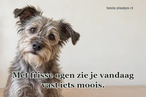 Een ruwharige hond met ronde bril zit tegen lichtgrijs.