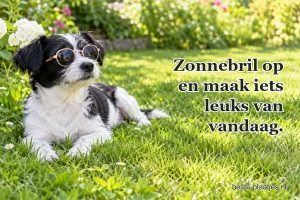 Een kleine hond met zonnebril ligt op groen gras.