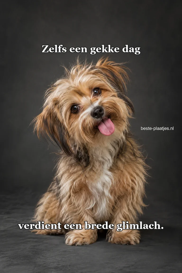 Een ruige kleine hond kijkt scheef met open bek.